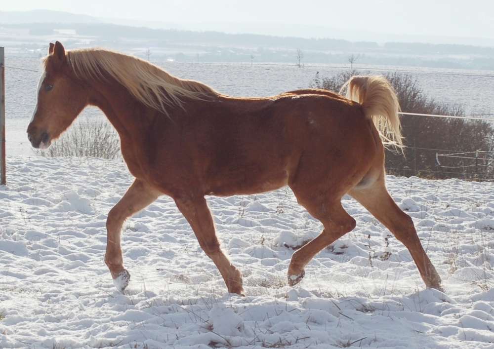 Haflinger-Araber im Trab