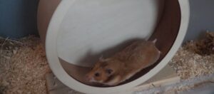 Hamster im Laufrad