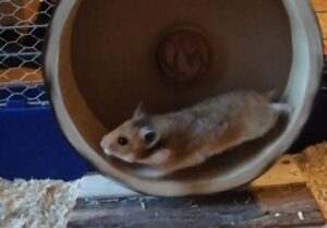 Hamster im Laufrad