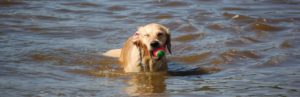 Hund mit einem Ball spielt im Wasser