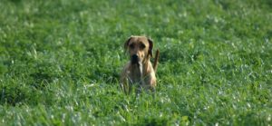 Hund im hohen Gras