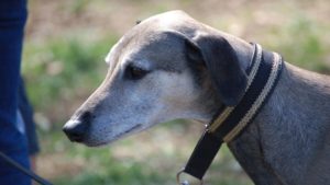 Windhund mit breitem Halsband
