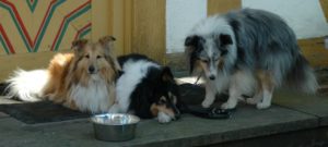 Hunde mit Wassernapf