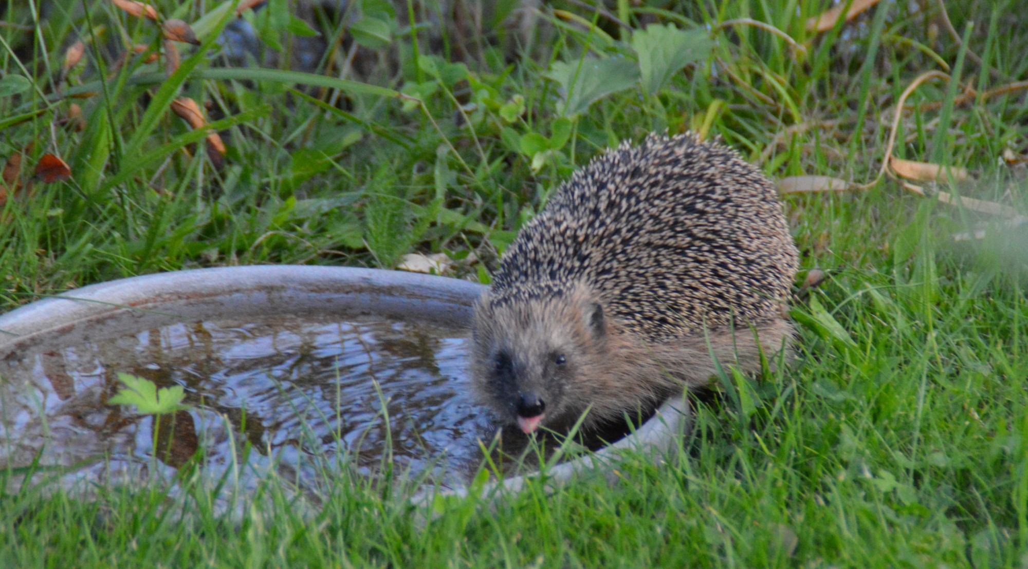 Igel am Wasserbecken