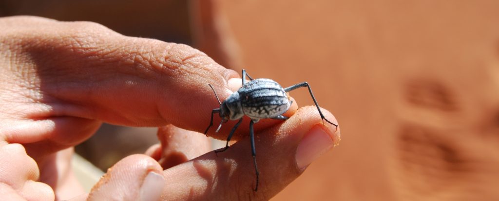 Nebeltrinker, Namibia, Afrika