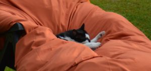 Katze im Sitzsack