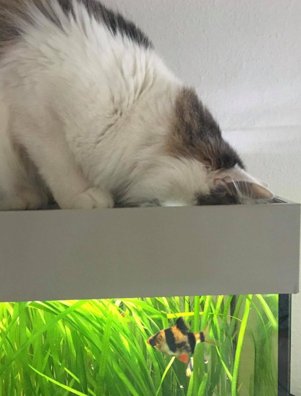 Katze angelt im Aquarium