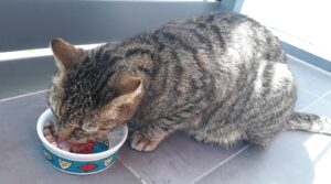 Katze frisst