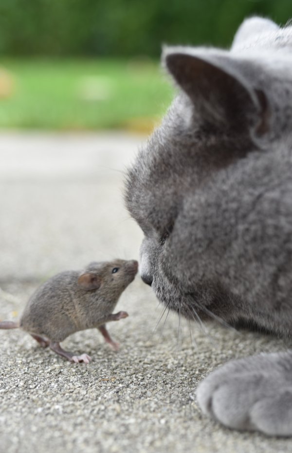 Katze und Maus