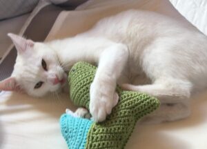 Katze spielt