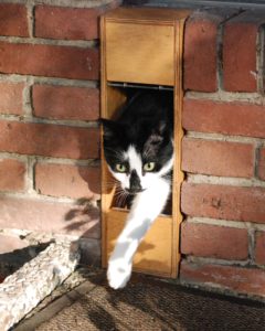Katze kommt aus Katzenklappe