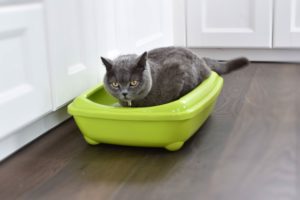 Katze im Katzenklo