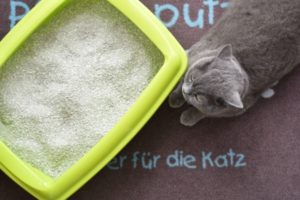 Katze und Katzenklo