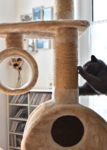 Kartäuser Katze am Kratzbaum