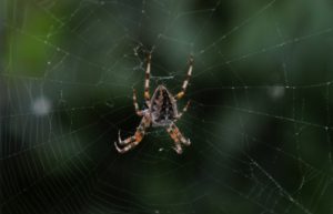 Gartenkreuzspinne (Araneus diadematus)