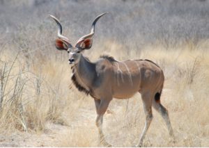 Kudu Antilope, Namibia, Afrika