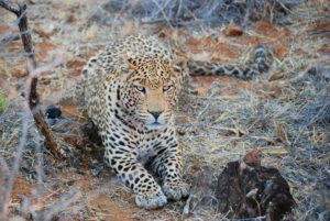Leopard, Okonjima Nature Reserve, Namibia, Afrika