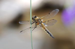 Vierfleck-Libelle