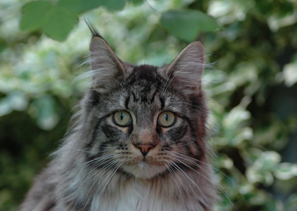 Maine Coon Die Neugierigen Elstern Unter Den Rassekatzen