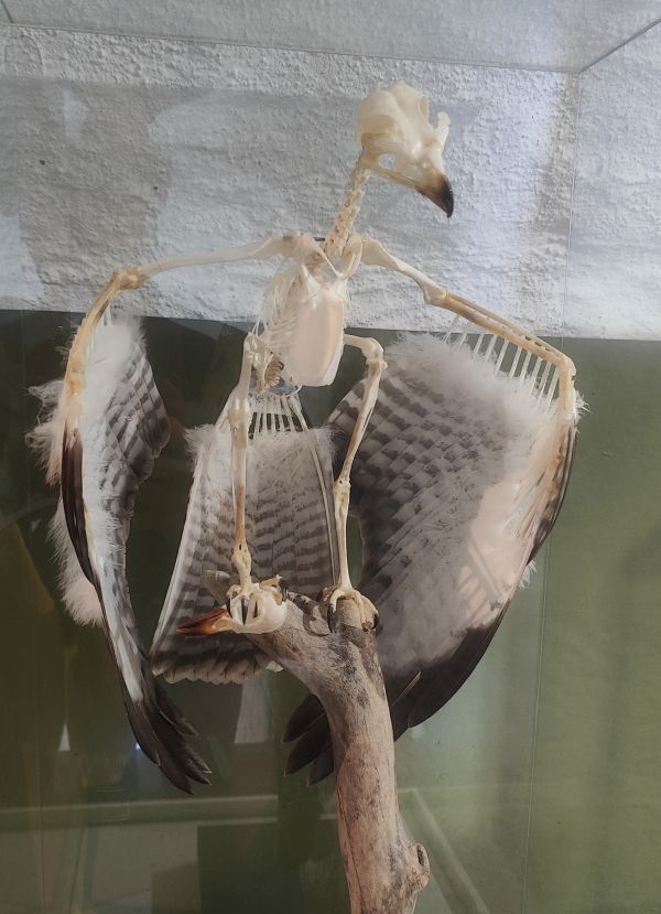 Raubvogel Skelett