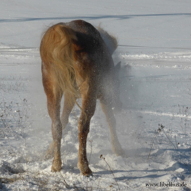 Pferd schüttelt sich nach dem Wälzen Schnee aus dem Fell