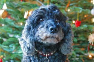 Hund unterm Weihnachtsbaum